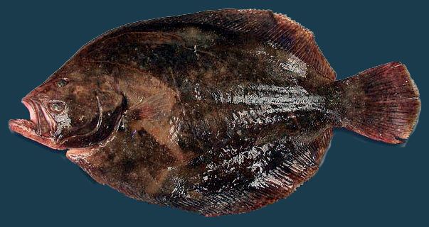 Scophthalmus rhombus_03.jpg